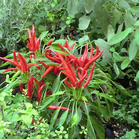 阿里萨花园公寓 蒂沃利 外观 照片